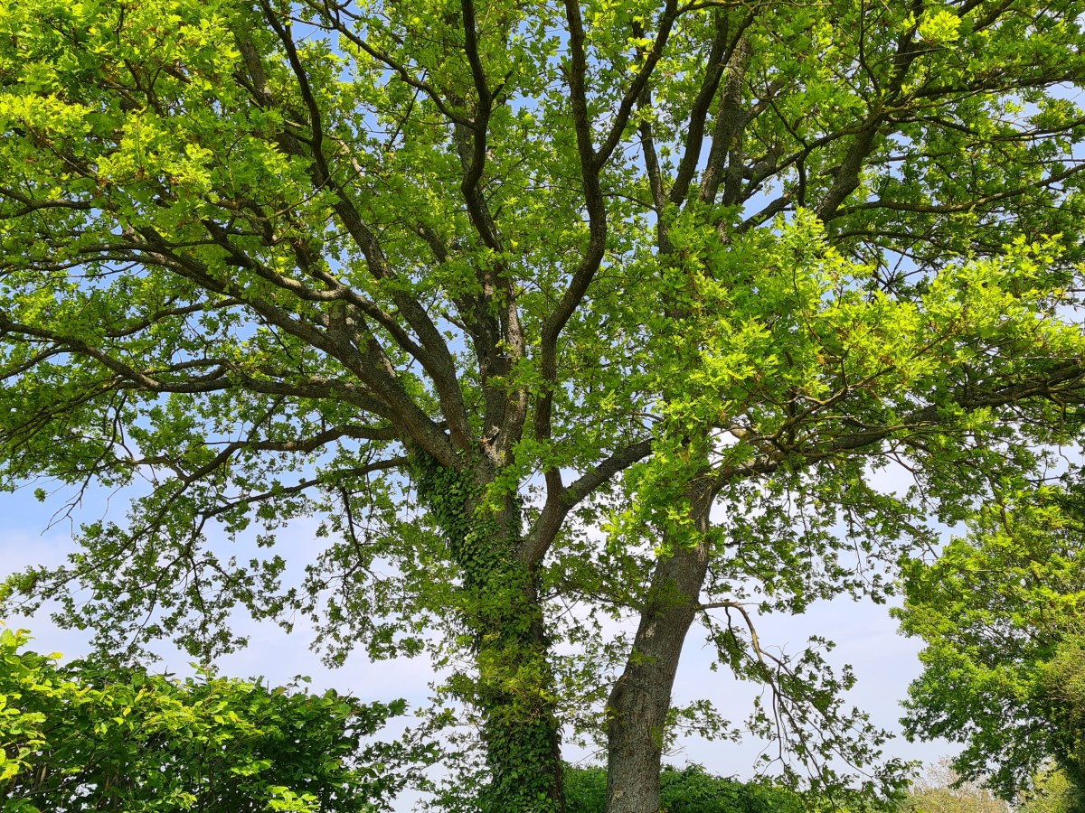 La balade des 3 bois : Villeneuve Saint Georges / Ozoir la Ferrière 26 à 30&nbsp;km