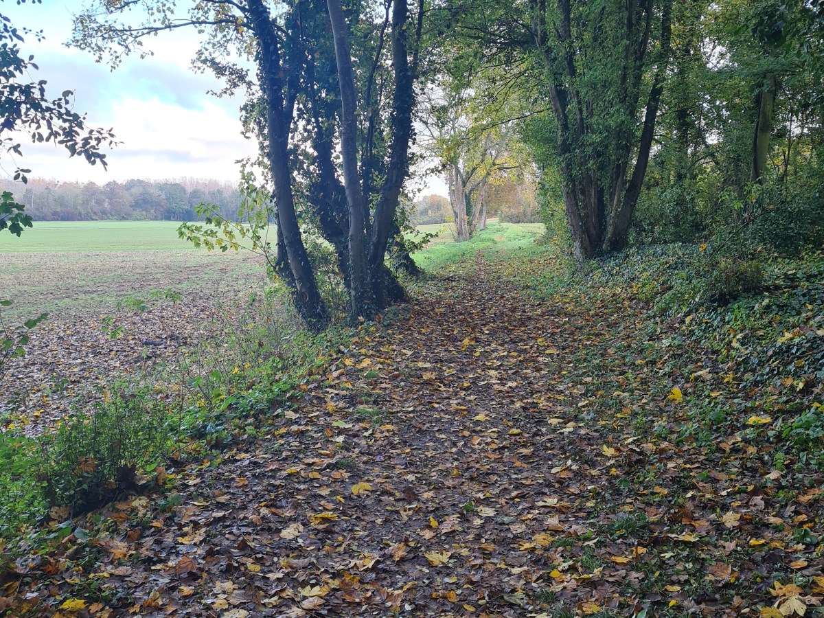 Esbly / Lagny 15-18-20-25 km: entre bois et&nbsp;champs.