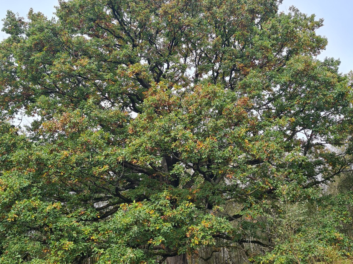 Combs à Noisy-le-Grand 26km : La balade des 4&nbsp;départements