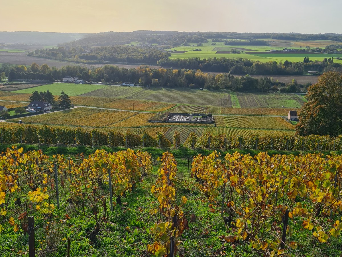 Saacy-La ferté-sous-Jouarre 24 km : La balade des fûts de&nbsp;chênes