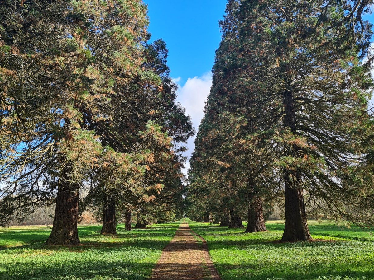 Boucle forestière de Gretz 25 km : chênes et&nbsp;séquoias.