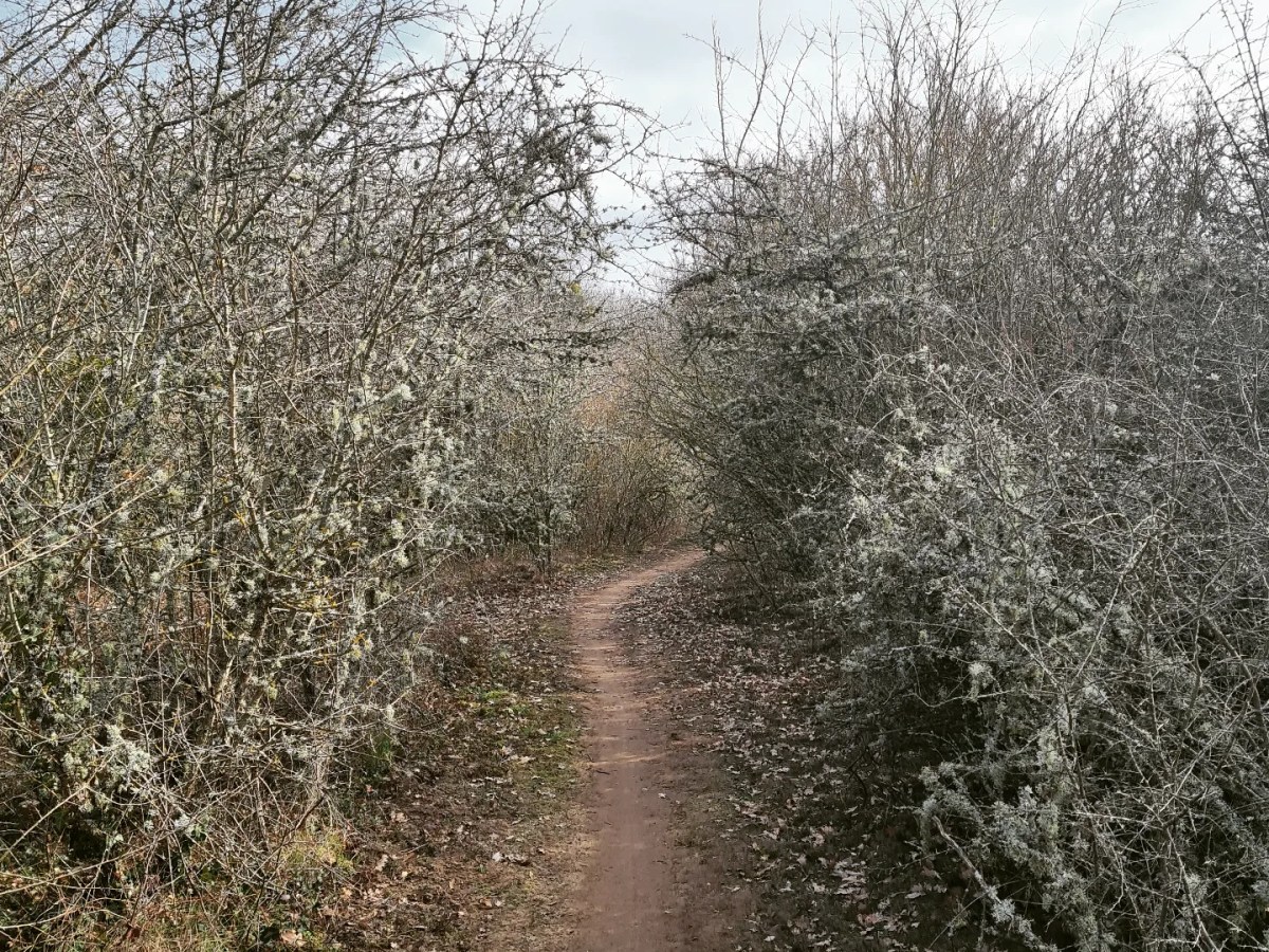 Meaux – Trilport 14-23 km variante Nord: lianes, lichens et&nbsp;plumes.