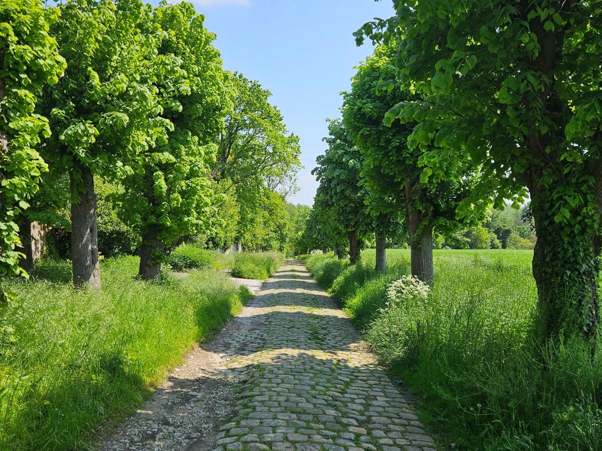 Boucle de Dammartin 27 km : clochers, silos et routes&nbsp;pavées.
